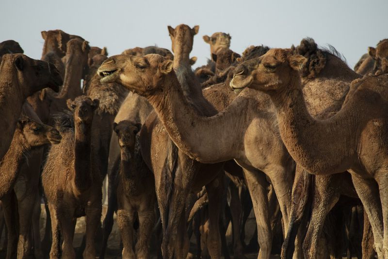 Camels physique
