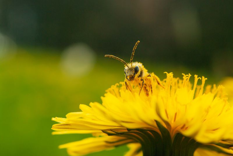 Constant temperature of the hive