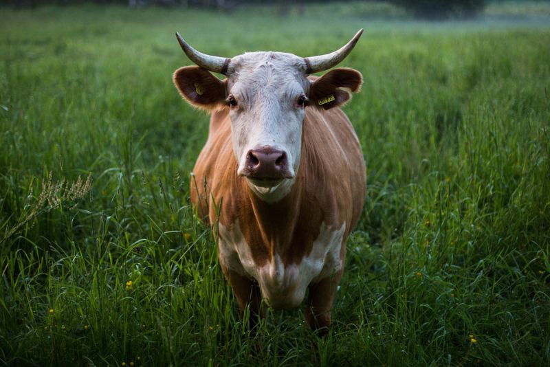 Cows Can Walk Up Stairs but not Down them