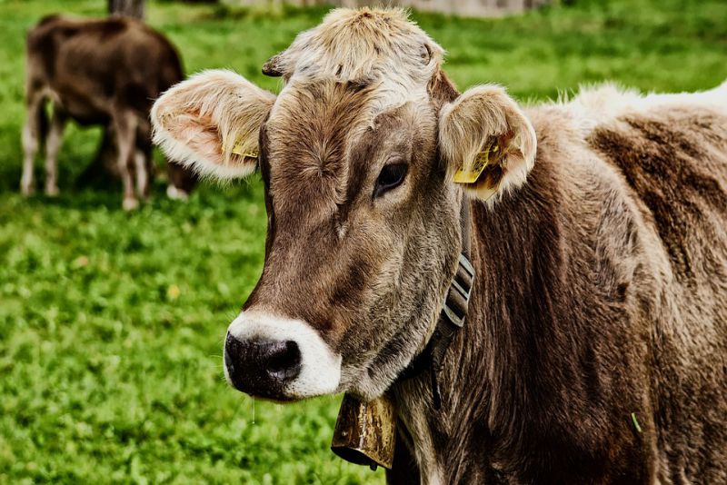 Cows are emotional creatures