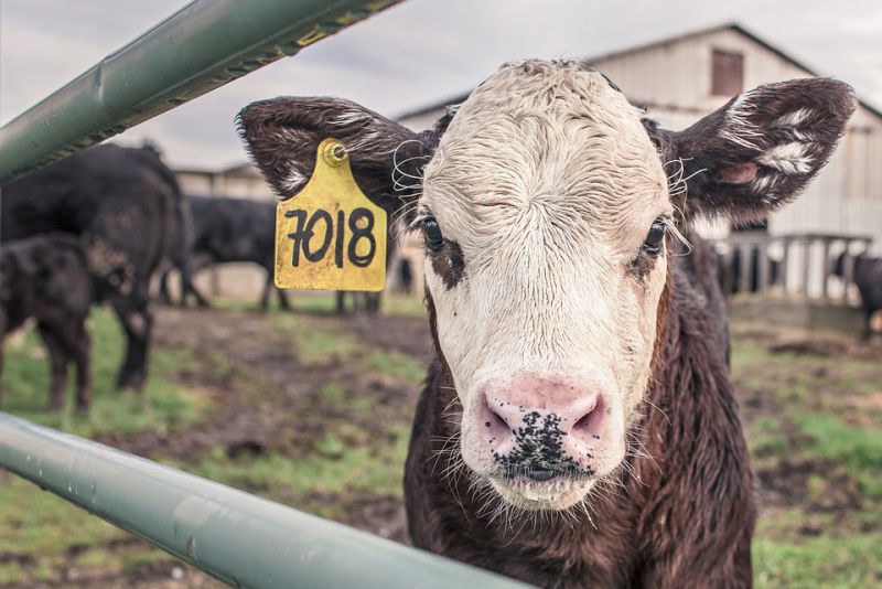 Cows are killers - interesting facts about cow
