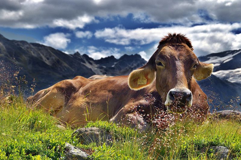 Cows share 80% of Genes with Humans