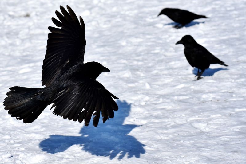 Crows also steal from predators