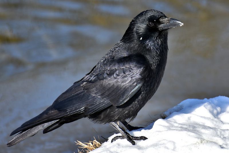 Crows have big brains