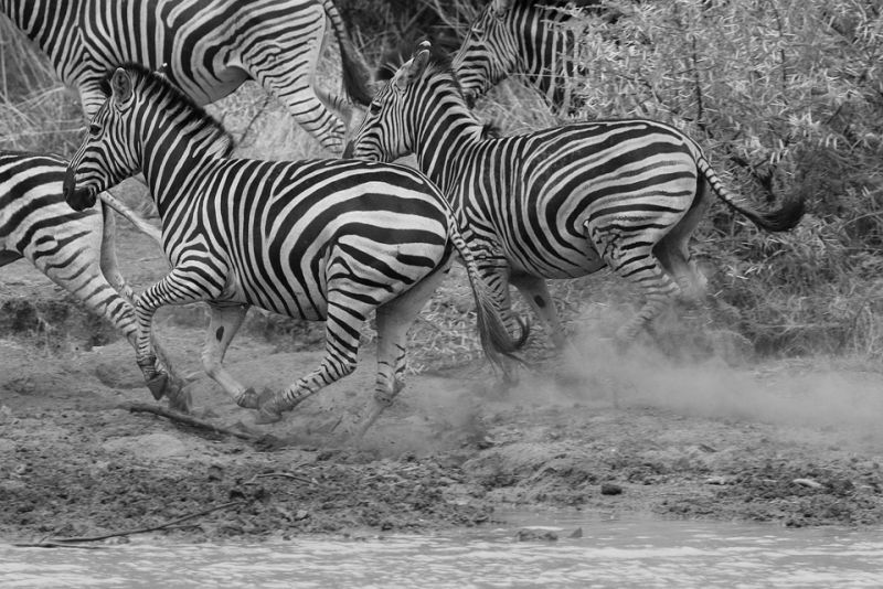 Diet and Behavior of zebras
