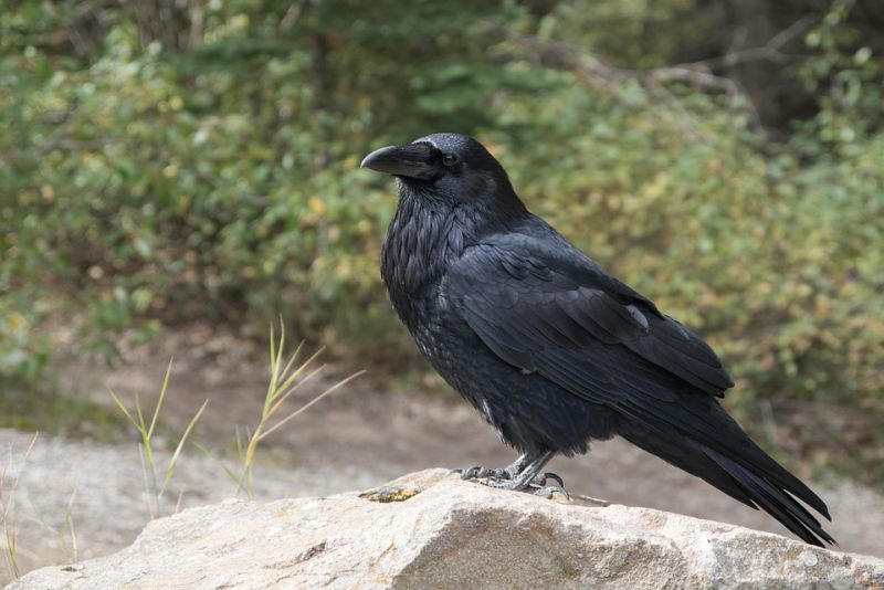 Diet of crows