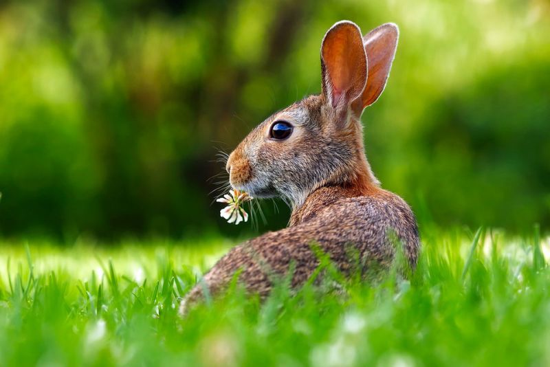 interesting facts about rabbit