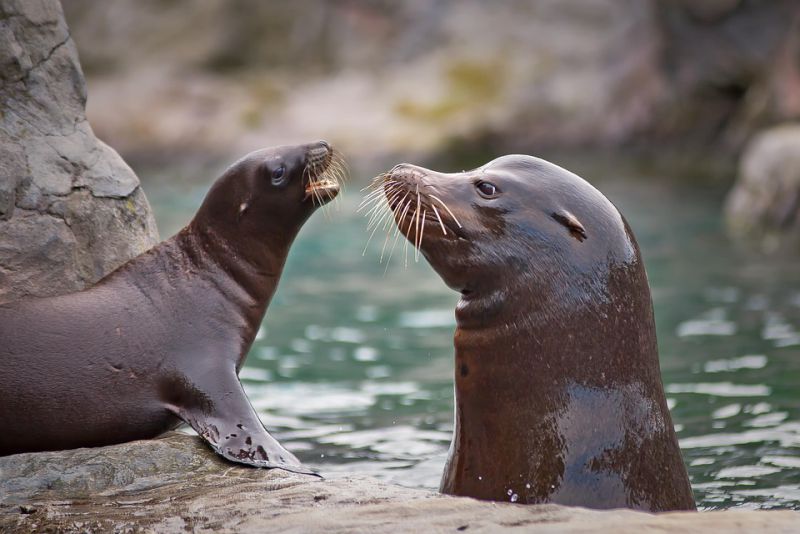 Diet of seal