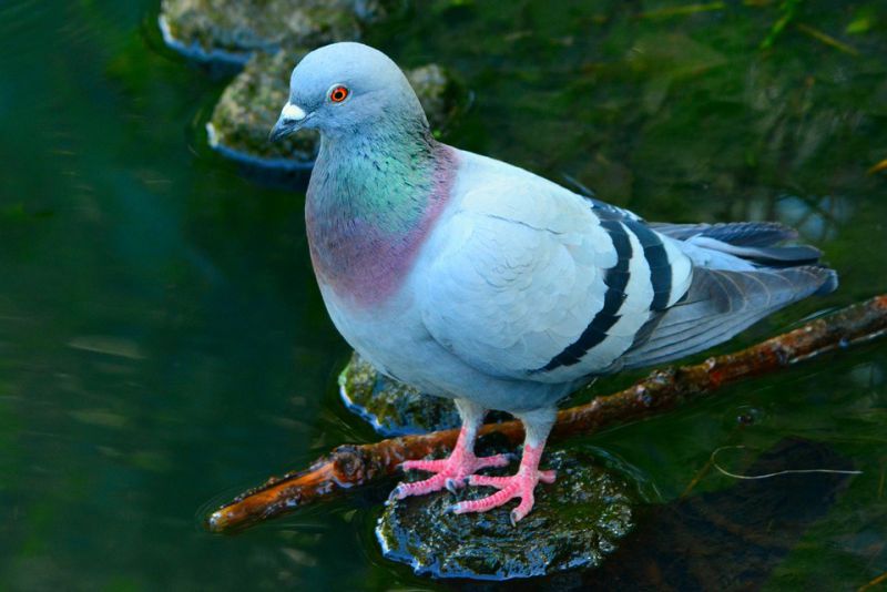 Diet of the Pigeons