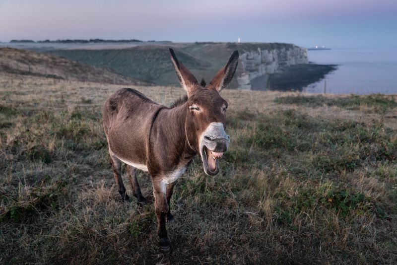 Diet of the donkey