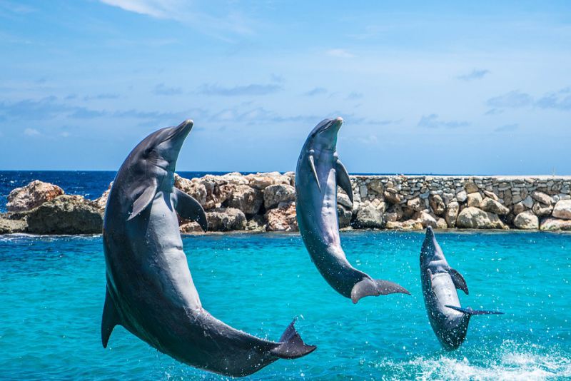 Dolphins dont interrupt each other while communicating