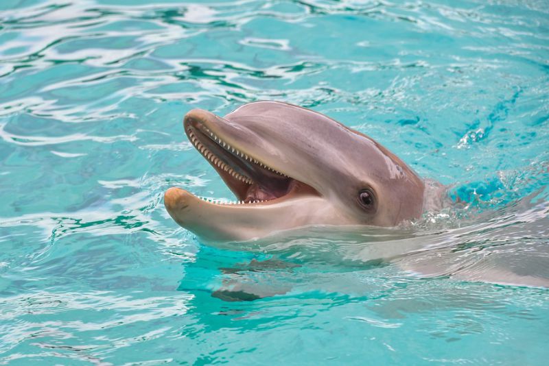 Dolphins have teeth but they dont chew their food