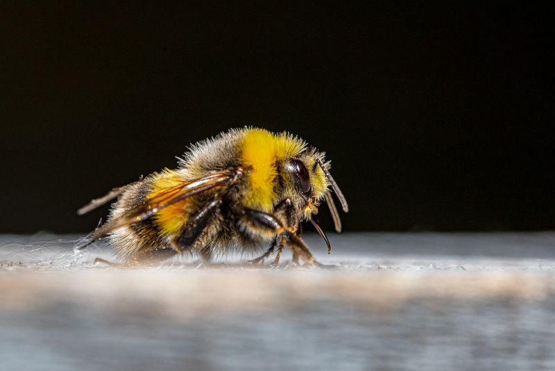 Drones die after mating with the queen