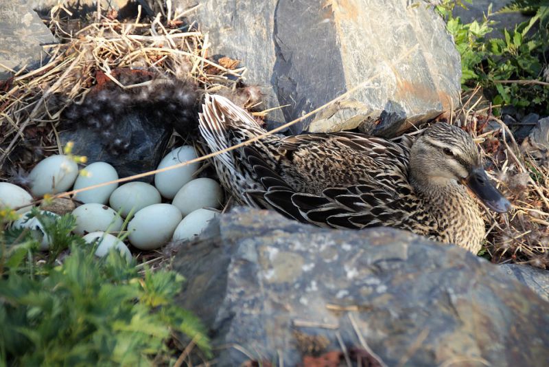 Ducks can produce more eggs than other birds