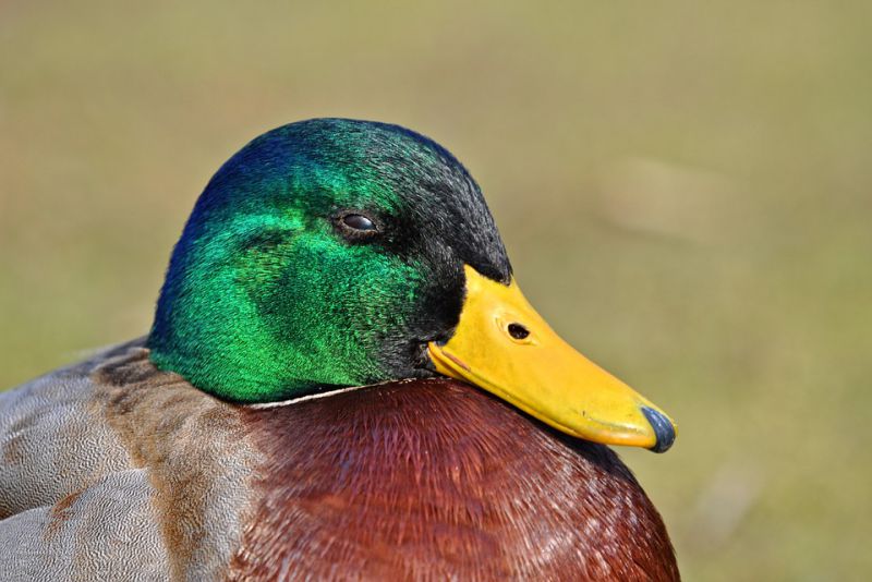 interesting facts about duck