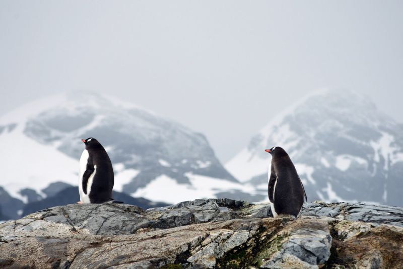 Emperor Penguins Can Dive Up to 1,854 Ft. Deep