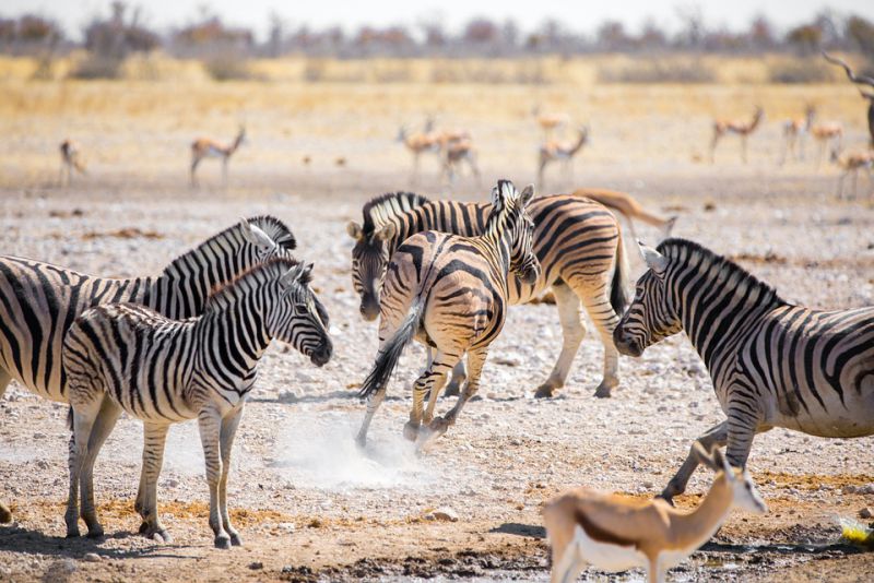 Excellent Speed of zebras