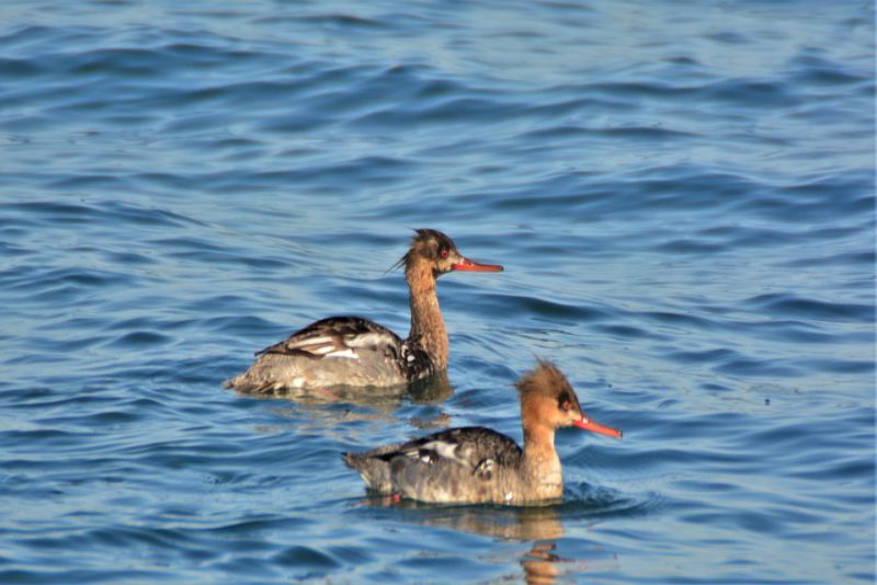 Fastest breed a Redbreasted Merganser