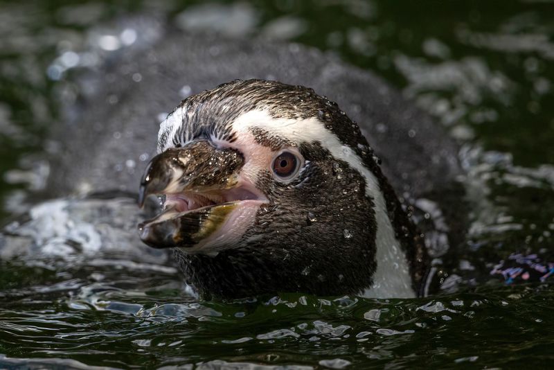 Flightless sea birds