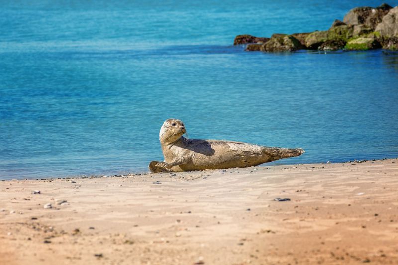 Gestation period of the seal