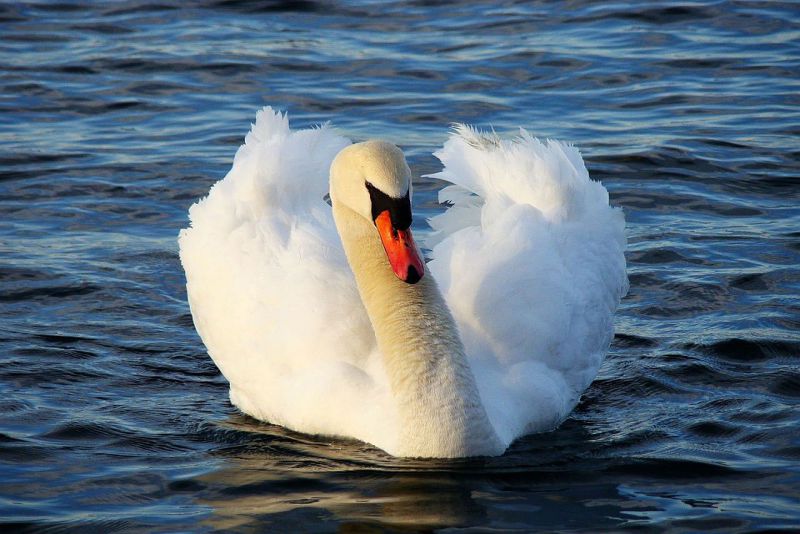 Habitats of swan