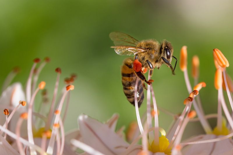 Honey Bees Can Fly Between 15—20 Miles per hour
