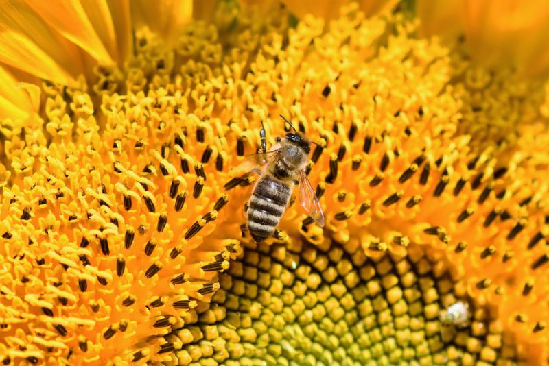Honey Bees use Complex Symbolic Language