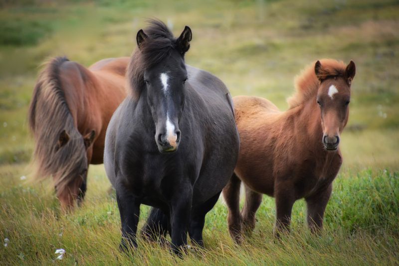 Horses cant see in full color