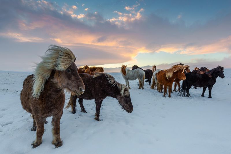 Horses communication