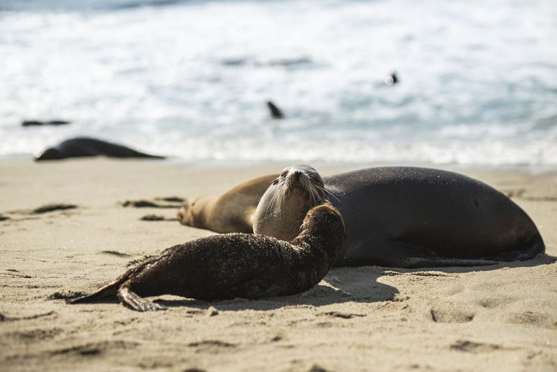 How does a mother seal find her pup