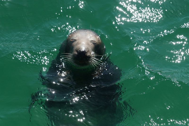 Hunting of prey - interesting facts about seal