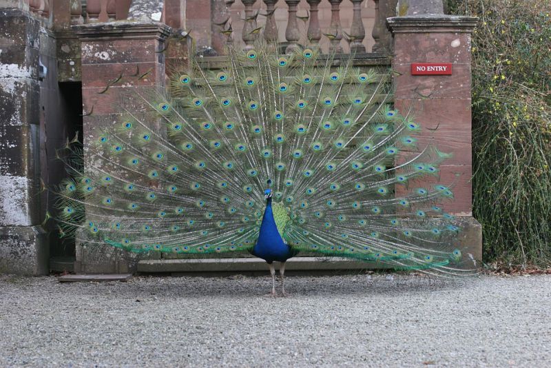 Indian Peacocks do not have green or blue pigments on their feathers