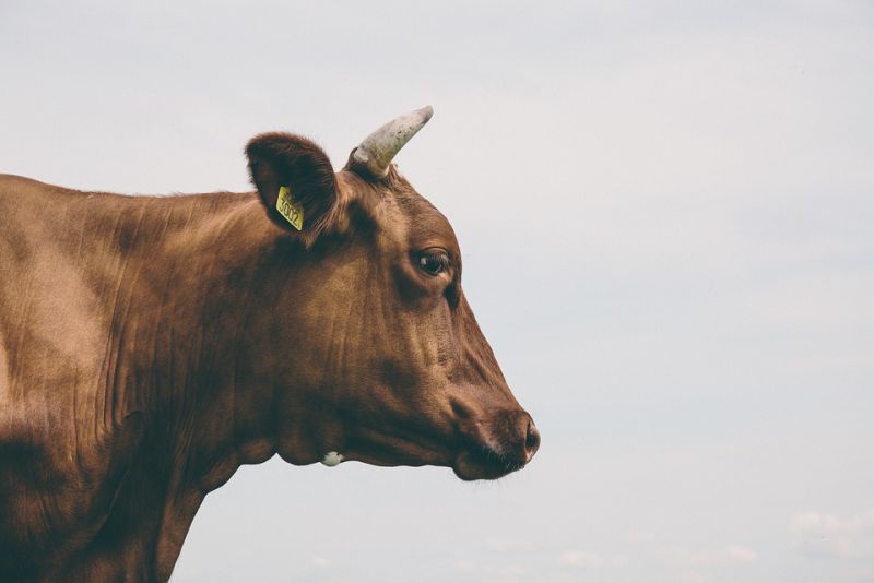 Indians believe Cows are Sacred