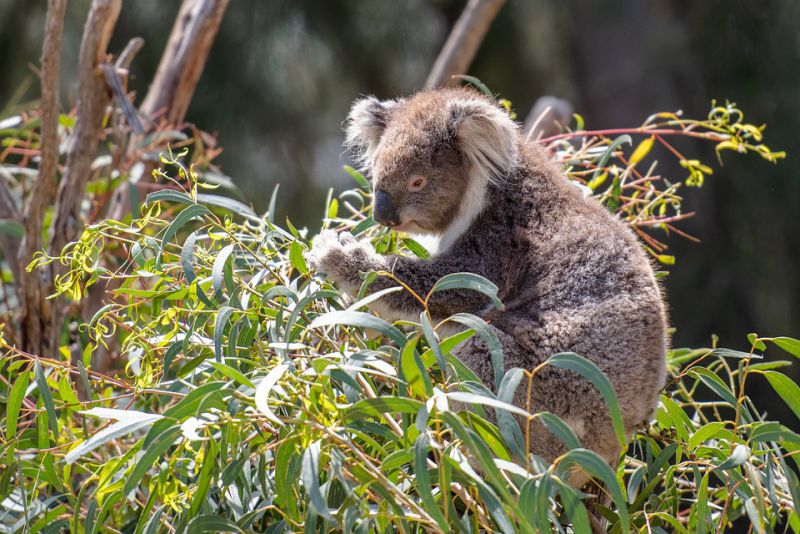 Koala Chlamydia is a serious disease