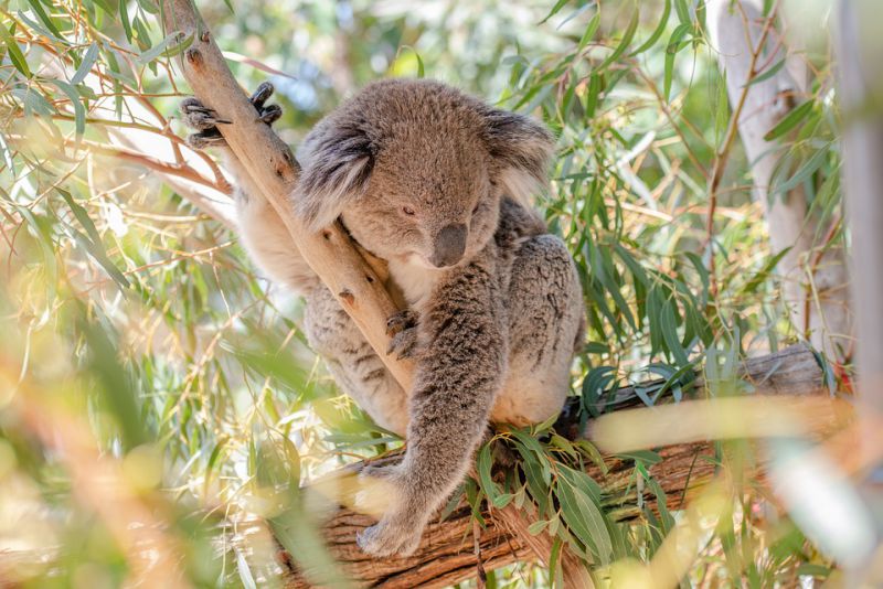 Koalas are losing their homes