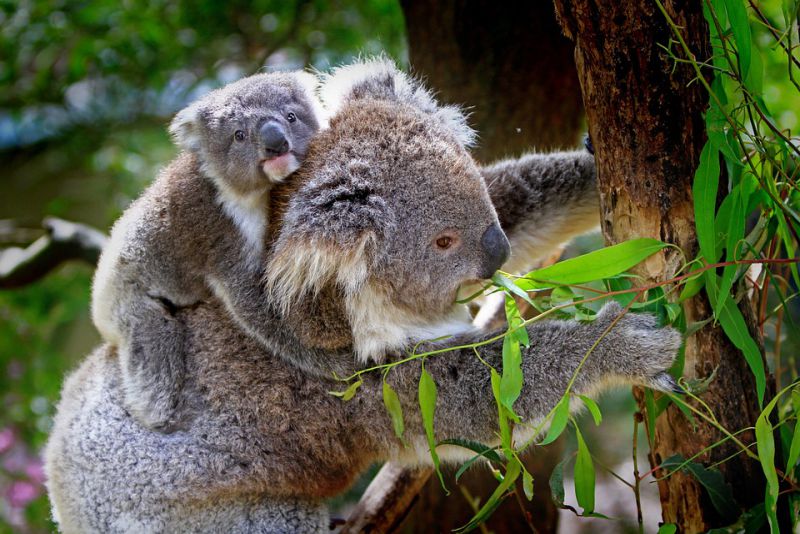 interesting facts about koala