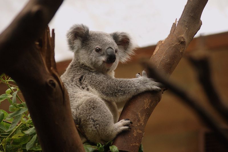Koalas born within 30 days after conception
