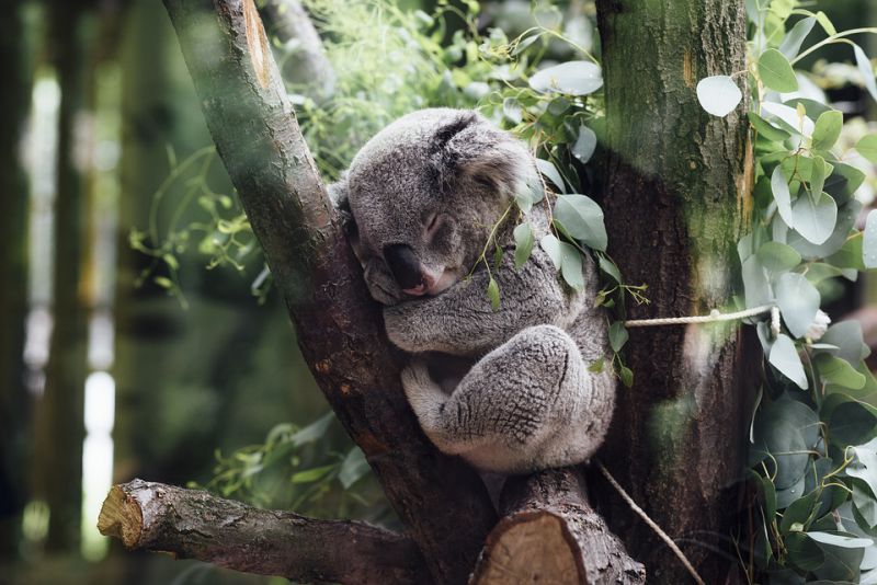 Koalas can hold Food in their belly for Over 8 Days