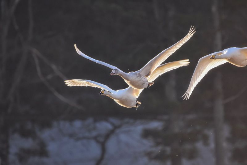 Largest flying birds