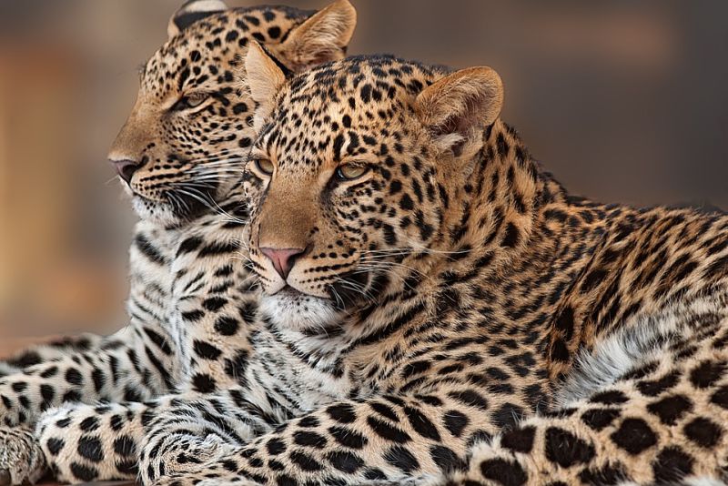 Leopards Communicate with other Leopards