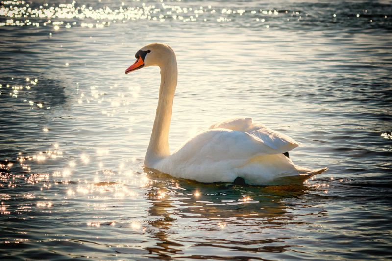 interesting facts about swan