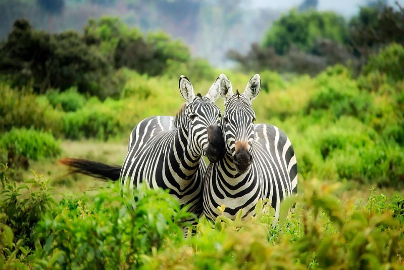 interesting fact about zebra
