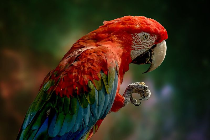 Most Parrots Can Reproduce Sound