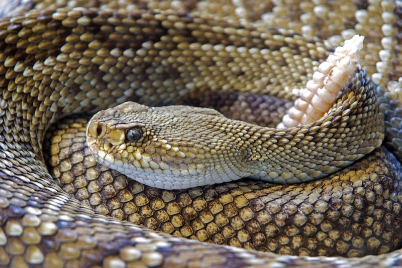 Most dangerous snakes