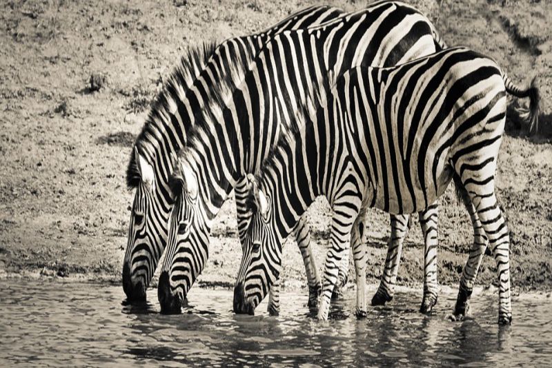 Mountain zebras are rugged
