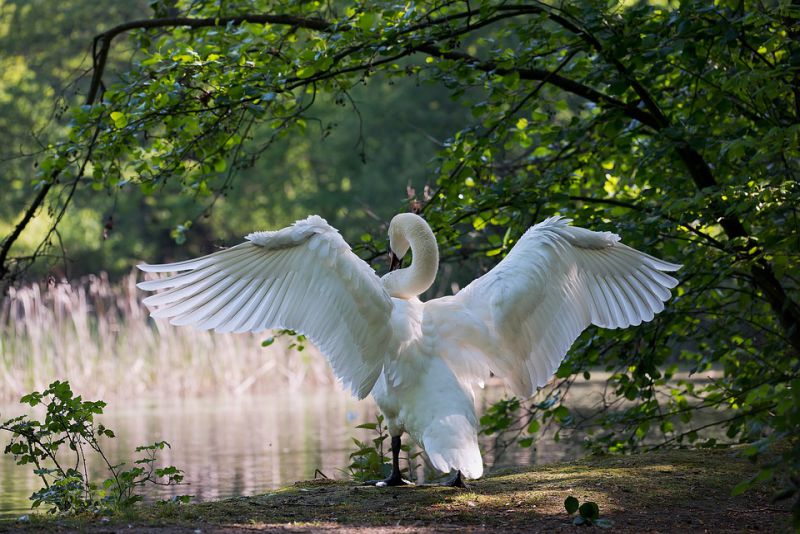 Nest building