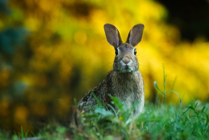 Not all rabbits are tiny and cute