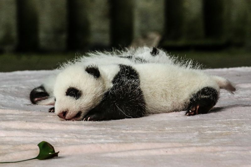 Pandas can poop up to 40 times a day