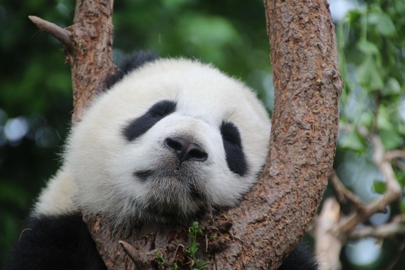 interesting facts about pandas