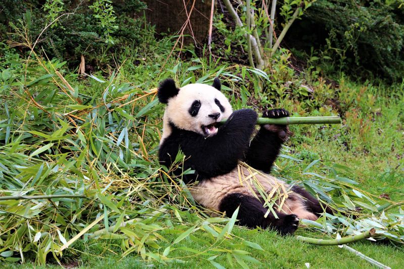 Pandas have carnivorous teeth